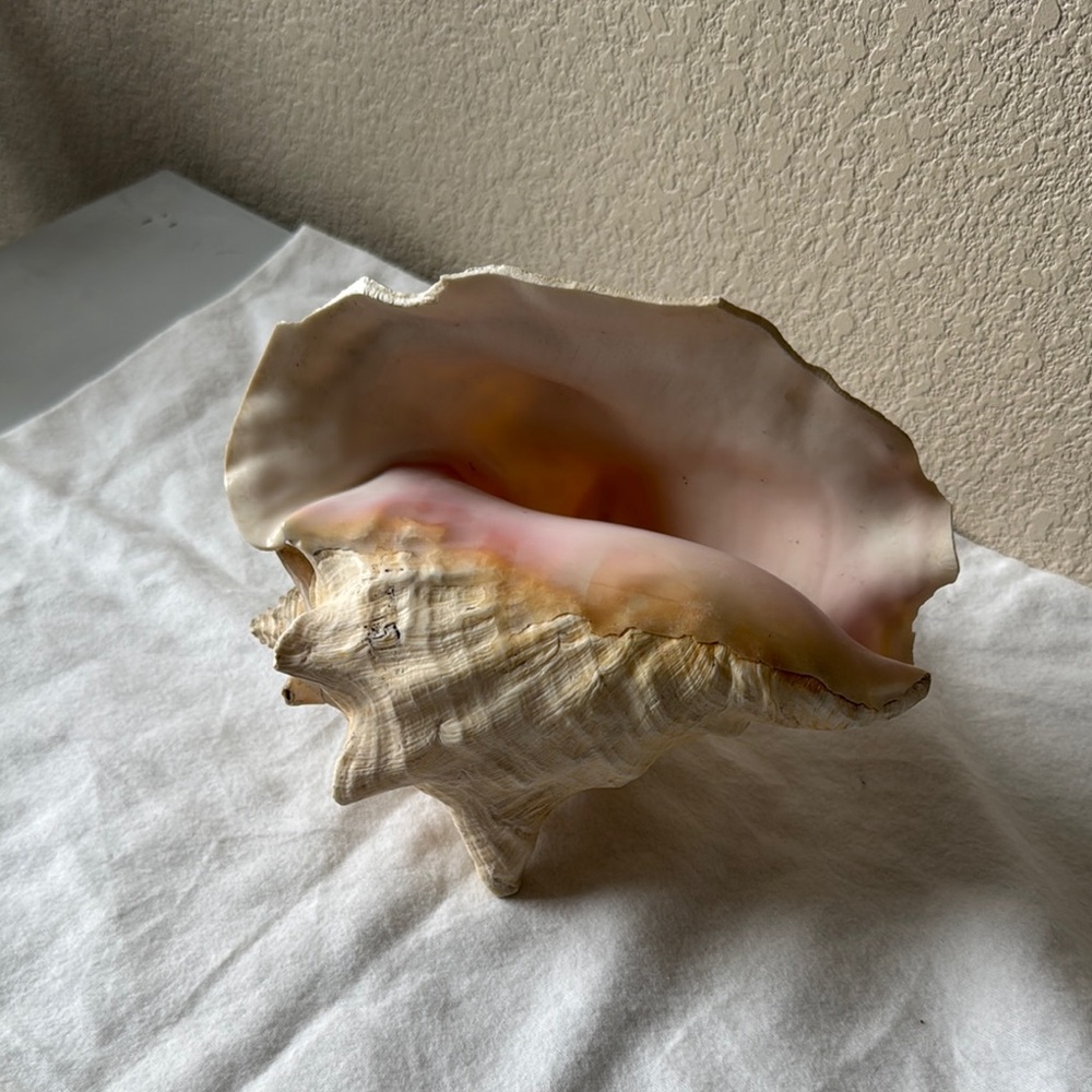 Large Queen Horned Conch Shell Pink and Cream Natural Art Piece